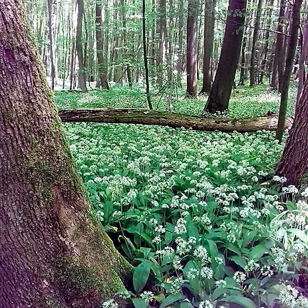 Eichenhof Szálloda Bad Langensalza